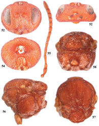 Figures 52–58. Zapatella quercusphellos, female 52 head (anterior view) 53 head (dorsal view) 54 head (posterior view) 55 antenna 56 mesosoma (lateral view) 57 mesosoma (dorsal view) 58 metascutellum and propodeum (posterodorsal view).
