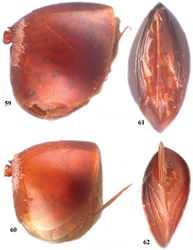 Figures 59–62. 59 Zapatella cryptica, metasoma, female (lateral view) 60 Zapatella quercussimilis, metasoma, female (lateral view) 61 Zapatella cryptica, ventral spine of hypopygium 62 Zapatella quercussimilis, ventral spine of hypopygium.