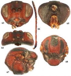 Figures 63–68. Zapatella oblata, female 63 head (anterior view) 64 head (dorsal view) 65 head (posterior view) 66 antenna 67 mesosoma (lateral view) 68 mesosoma, (dorsal view).
