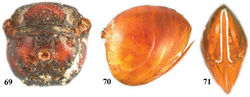 Figures 69–71. Zapatella oblata, female 69 metascutellum and propodeum (posterodorsal view) 70 metasoma (lateral view) 71 ventral spine of hypopygium (ventral view).