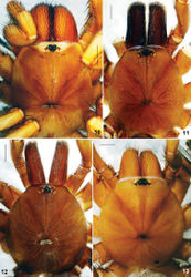 Figures 10–13. Raveniola, holotype (13) and paratype (10–12) males (11–13) and female (10) carapace, dorsal view 10 Raveniola montana sp. n. 11 Raveniola shangrila sp. n. 12 Raveniola songisp. n. 13 Raveniola yunnanensis sp. n. (scale bar = 1 mm).