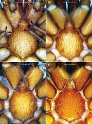 Figures 14–17. Sinopesa and Raveniola, holotype (15, 17) and conspecific (14, 16) males: sternum, labium and maxillae, ventral view 14 Sinopesa maculata 15 Raveniola guangxi 16 Raveniola hebeinica 17 Raveniola montana sp. n. (scale bar = 1 mm).