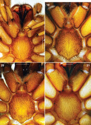 Figures 18–21. Raveniola, holotype (21) and paratype (18–20) males (19–21) and female (18): sternum, labium and maxillae, ventral view 18 Raveniola montana sp. n. 19 Raveniola shangrila sp. n. 20 Raveniola songisp. n. 21 R. yunnanensis sp. n. (scale bar = 1 mm).