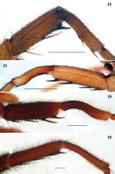 Figures 22–25. Entypesa, Sinopesa and Raveniola, holotype (24) and conspecific (22, 23, 25) males: tibia and metatarsus I, retrolateral view. 22 Entypesa schoetedeni 23 Sinopesa maculata 24 Raveniola guangxi 25 Raveniola hebeinica (scale bar = 1 mm).