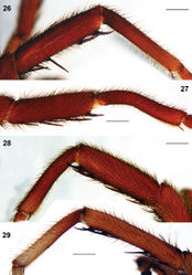 Figures 26–29. Raveniola, holotype (26, 29) and paratype (27, 28) males: tibia and metatarsus I, retrolateral view. 26 Raveniola montana sp. n. 27 Raveniola shangrila sp. n. 28 Raveniola songisp. n. 29 Raveniola yunnanensis sp. n. (scale bar = 1 mm).