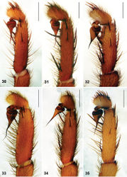 Figures 30–35. Raveniola, holotype (30, 32, 35), paratype (33, 34) and conspecific (31) males: palpal tibia, cymbium and bulbus, retrolateral view. 30 Raveniola guangxi 31 Raveniola hebeinica 32 Raveniola montana sp. n. 33 Raveniola shangrila sp. n. 34 Raveniola songisp. n. 35 Raveniola yunnanensis sp. n. (scale bar = 1 mm).