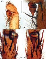 Figures 36–39. Sinopesa and Raveniola, holotype (37, 38) and conspecific (36, 39) males: bulbus, ventral (38) retroventral (36, 37) and retrolateral (39) view. 36 Sinopesa maculata 37, 38 Raveniola guangxi 39 Raveniola hebeinica (scale bar = 0.5 mm). Note: Figs 37 and 38 show right and left palpi of the same specimen, respectively.