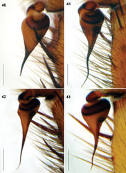 Figures 40–43. Raveniola, holotype (40, 43) and paratype (41, 42) males: palpal bulbus, retrolateral view. 40 Raveniola montana sp. n. 41 Raveniola shangrila sp. n. 42 Raveniola songisp. n. 43 Raveniola yunnanensis sp. n. (scale bar = 0.5 mm).