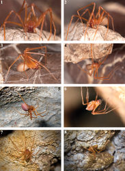 Figures 1–8. Habitus of live Trogloraptor marchingtoni. 1–4 female in captivity (JL) 5 female in Lake Cave (CG) 6 female in M2 Cave (RD) 7, 8 female in No Name Cave (BM).