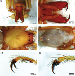 Figures 9–14. Habitus and tarsi of male Trogloraptor marchingtoni (CASENT9040013) from M2 Cave. 9 front 10 mouthparts, ventral view 11 carapace, dorsal view 12 abdomen, ventral view, arrow to tracheal spiracle 13 tarsus I, prolateral; and 14 tarsus IV, prolateral.