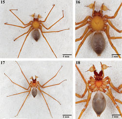 Figures 15–18. Habitus of male Trogloraptor marchingtoni (CASENT9040013) from M2 Cave. 15, 16 dorsal views 17, 18 ventral views; note pedicel in Figure 16.