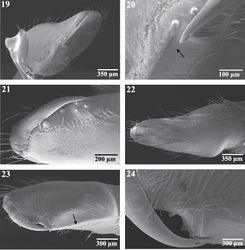 Figures 19–24. Scanning electron micrographs of the right chelicera of female Trogloraptor marchingtoni (CASENT9040051) from M2 Cave. 19 mesal view 20 mesal view, arrow to cheliceral gland openings 21 retrolateral view 22 ectal view 23 prolateral view, arrow to weak laminar ridge; and 24 prolateral view, close up of fang and opening of poison gland.