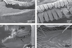 Figures 25–28. Scanning electron micrographs of the endite of a female Trogloraptor marchingtoni (CASENT9040051) from M2 Cave. 25 serrula 26 serrula, close up, note multiple tooth rows 27 labrum and left endite, dorsal view, arrow to maxillary gland opening 28 maxillary gland opening, close up.