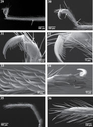 Figures 29–36. Right appendages of female Trogloraptor marchingtoni (CASENT9040051) from No Name Cave. 29 metatarsus and tarsus of leg III, prolateral view, arrow to ventrolateral patch of curved, spinose setae 30 tarsus of leg IV, prolateral view, arrows to membranous regions 31, 32 tarsus of leg IV, prolateral view 33 curved setae onmetatarsus of leg III, prolateral view 34 tarsus of leg IV, dorsal view 35 pedipalp, prolateral view; and 36 tarsal claw of pedipalp.