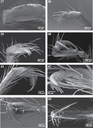 Figures 37–44. Scanning electron micrographs of legs of Trogloraptor marchingtoni from No Name Cave. 37 left patella IV, dorsal view 38 left tarsus IV, retrolateral view 39 left tarsus IV, prolateral view 40 right tarsus III, retrolateral view 41 right tarsus IV, retrolateral view 42 left tarsus IV, retroventral view 43 right tarsus III, ventral view, arrows to spines 44 right tarsus IV, apical view. Figures 37–39, 42 (male, CASENT9040066) 40, 41, 43, 44 (female, CASENT9040051).