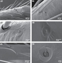 Figures 45–50. Scanning electron micrographs of sensory organs of Trogloraptor marchingtoni. 45 right tarsus I, arrow to tarsal organ 46 tarsus IV, arrow to tarsal organ 47 right tarsus I, tarsal organ 48 tarsal organ on palp 49 trichobothrium on tibia of R leg III, prolateral view 50 trichobothrial base on metatarsus of right leg III. Figures 45, 47–49 (female, CASENT9040051) 46 (male,CASENT9040066) 50 (female, CASENT9040041).