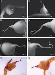 Figures 51–58. Male pedipalp of Trogloraptor marchingtoni: 51–56 Scanning electron micrographs of right pedipalp 51 tarsus and bulb, apical view 52 tarsus and bulb, dorsal view 53 bulb, dorsal view 54  embolus, dorsal view 55 bulb, ventral view 56 embolus, ventral view, arrow to sperm pore 57, 58  Automontage of left pedipalp 57 prolateral view 58 retrolateral view. Figures 51–56 CASENT9040013 from M2 Cave 57, 58 CASENT9040066 from No Name Cave.