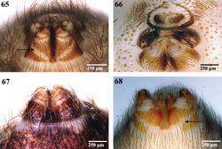 Figures 65–68. Spinnerets, ventral view. 65 Segestriidae female, Ariadna sp. from Tinglewood, Western Australia (CASENT 9020550) 66 Pholcidae female, Artema atlanta from Hawaii, USA (CASENT 9047601) 67 Drymusidae female, Drymusa capensis from Table Mountain, South Africa (CASENT 9043173); and 68 Trogloraptoridae male, Trogloraptor marchingtoni (CASENT 9040065). Arrows point to membranous band on ALS base.