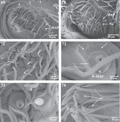 Figures 69–74. Scanning electron micrographs of the ALS and PLS of Trogloraptor marchingtoni, female (CASENT9039440) and male (CASENT9040066) from No Name Cave and penultimate female from M2 Cave (CASENT9040012). 69 penultimatefemale, right ALS, numbers refer to the three ALS segments 70 male right ALS 71 female ALS piriform gland spigots (left image flipped to appear right) 72 female major ampullate gland spigots of ALS, arrows showing individual and grouped sensillae (right image flipped to appear left) 73 female PLS apex showing aciniform gland spigots (left image flipped to appear right); and 74 female right PLS apex. AC aciniform gland spigots MAP major ampullate gland spigot(s) Nu nubbin.