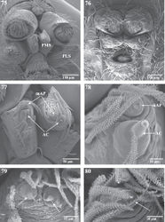 Figures 75–80. Scanning electron micrographs of spinnerets of Trogloraptor marchingtoni from No Name Cave, female (CASENT9039440), male (CASENT9040066). 75 female spinneret overview (image flipped) 76 male spinneret overview 77 female PMS overview (image flipped) 78 female left PMS (image flipped) 79 female PMS close up showing aciniform gland spigots; and 80 male left PMS apex showing single aciniform gland spigot. AC aciniform gland spigots ALS anterior lateral spinneret mAP minor ampullate gland spigot(s) PMS posterior median spinnerets PLS posterior lateral spinnerets.