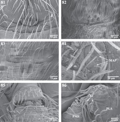 Figures 81–86. Scanning electron micrographs of the spinnerets of Trogloraptor marchingtoni female (CASENT9039440) and male (CASENT9040066) from No Name Cave, and penultimate female from M2 Cave (CASENT9040012). 81 male colulus 82 male epiandrum 83 male posterior tracheal spiracle 84 penultimatefemale right ALS 85 female anal tubercle; and 86 male left PMS and PLS spinnerets, posterior, arrows to two aciniform gland spigots on PLS. AC aciniform gland spigots MAP major ampullate gland spigot(s) PMS posterior median spinnerets PLS posterior lateral spinnerets.