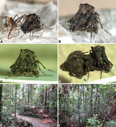 Figure 1. Habitus and habitat images of species Archaeidae from north-eastern Queensland. A–D, Habitus images of live paratype specimens of Austrarchaea griswoldi sp. n. from Eungella National Park: A newly-moulted female with recently cast cuticle; B–C, female, lateral view; D, female carrying egg-sac. E–F, Habitat images: E, tropical rainforest at Broken River, Eungella National Park – type locality of Austrarchaea griswoldi sp. n.; F, dense tropical rainforest at Malaan National Park, Atherton Tableland – locality of Austrarchaea daviesae Forster & Platnick.