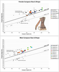 Figure 5. Graphs depicting the relationship between carapace length (CL) and carapace height (CH) for species of Austrarchaea from north-eastern Queensland. Smaller grey dots denote species of Austrarchaea from mid-eastern Australia (see Rix and Harvey 2011[2]); smaller grey squares denote species of Zephyrarchaea from southern Australia (see Rix and Harvey 2012a[3]). Note the relatively large body sizes of Austrarchaea hoskini sp. n. and Austrarchaea woodae sp. n., and the body size variation between populations of Austrarchaea daviesae from the Atherton Tableland (AT) and Mount Bartle Frere (Mt BF), respectively.