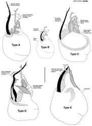 Figure 6. Morphological differences between the five pedipalp types (Types A-E) identified for species of Austrarchaea from north-eastern Queensland, with left bulbs illustrated in ventral view at scale-identical sizes. Type A pedipalps are shared among at least five species from the Wet Tropics bioregion; Types B-E are autapomorphic for single species. Note especially the variation in the size and shape of the bulb, and the shape and orientation of the conductor. C = conductor; E = embolus; ESp = embolic spur; (TS)1-3 = tegular sclerites 1-3. Scale bar = 0.2 mm.