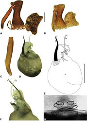 Figure 7. Austrarchaea daviesae Forster & Platnick, 1984. A–B, Cephalothorax and abdomen, lateral view: A, female (WAM T125183) from Malaan National Park, Atherton Tableland, NE. Queensland; B, holotype male (QMB S1091) from Majors Mountain, Atherton Tableland, NE. Queensland. C, Holotype male chelicerae, lateral view, showing accessory setae. D–F, Male (WAM T125183; from Malaan National Park, Atherton Tableland, NE. Queensland) pedipalp: D–E, bulb, ventral view; F, detail of distal tegular sclerites, retrolateral view. G, Female (WAM T125183) internal genitalia, postero-ventral view (genital plate removed). C = conductor; E = embolus; T = tegulum; (TS)2-3 = tegular sclerites 2-3. Scale bars: A-B = 1.0 mm; E = 0.2 mm.