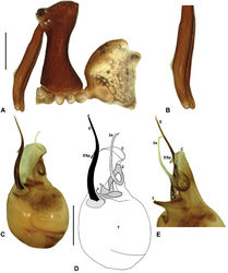 Figure 9. Austrarchaea karenae sp. n. A–E, Holotype male (QMB S43060) from Windsor Tableland, Windsor Tableland National Park, NE. Queensland: A, cephalothorax and abdomen, lateral view; B, chelicerae, lateral view, showing accessory setae; C–D, pedipalpal bulb, ventral view; E, detail of distal tegular sclerites, retrolateral view. C = conductor; E = embolus; ESp = embolic spur; T = tegulum; (TS)1-3 = tegular sclerites 1-3. Scale bars: A = 1.0 mm; D = 0.2 mm.