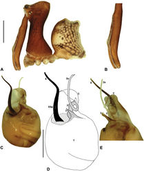 Figure 10. Austrarchaea thompsoni sp. n. A–E, Holotype male (QMB S30840) from Devils Thumb, Daintree National Park, NE. Queensland: A, cephalothorax and abdomen, lateral view; B, chelicerae, lateral view, showing accessory setae; C–D, pedipalpal bulb, ventral view; E, detail of distal tegular sclerites, retrolateral view. C = conductor; E = embolus; ESp = embolic spur; T = tegulum; (TS)2-3 = tegular sclerites 2-3. Scale bars: A = 1.0 mm; D = 0.2 mm.