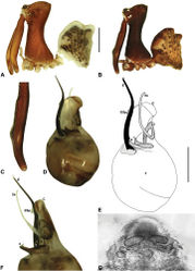 Figure 11. Austrarchaea tealei sp. n. A–B, Cephalothorax and abdomen, lateral view: A, female (ANIC) from Mossman Gorge, Daintree National Park, NE. Queensland; B, holotype male (QMB S92210) from Mossman Gorge, Daintree National Park, NE. Queensland. C, Holotype male chelicerae, lateral view, showing accessory setae. D–F, Holotype male pedipalp: D–E, bulb, ventral view; F, detail of distal tegular sclerites, retrolateral view. G, Female (ANIC) internal genitalia, postero-ventral view (genital plate removed). C = conductor; E = embolus; ESp = embolic spur; T = tegulum; (TS)1-3 = tegular sclerites 1-3. Scale bars: A-B = 1.0 mm; E = 0.2 mm.