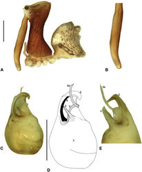 Figure 12. Austrarchaea westi sp. n. A–E, Holotype male (QMB S59537) from Mount Williams, Dinden National Park, NE. Queensland: A, cephalothorax and abdomen, lateral view; B, chelicerae, lateral view, showing lack of defined accessory setae; C–D, pedipalpal bulb, ventral view; E, detail of distal tegular sclerites, retrolateral view. C = conductor; E = embolus; T = tegulum; (TS)2-3 = tegular sclerites 2-3. Scale bars: A = 1.0 mm; D = 0.2 mm.