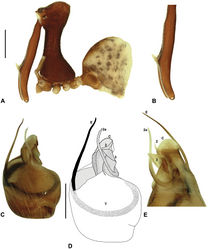 Figure 13. Austrarchaea woodae sp. n. A–E, Holotype male (QMB S72988) from Boulder Caves, Mount Bartle Frere, Wooroonooran National Park, NE. Queensland: A, cephalothorax and abdomen, lateral view; B, chelicerae, lateral view, showing accessory setae; C–D, pedipalpal bulb, ventral view; E, detail of distal tegular sclerites, retrolateral view. C = conductor; E = embolus; T = tegulum; (TS)2-3 = tegular sclerites 2-3. Scale bars: A = 1.0 mm; D = 0.2 mm.