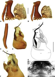 Figure 14. Austrarchaea hoskini sp. n. A–B, Cephalothorax and abdomen, lateral view: A, allotype female (QMB S17937) from Mount Elliot, Bowling Green Bay National Park, NE. Queensland; B, holotype male (QMB S30811) from Mount Elliot, Bowling Green Bay National Park, NE. Queensland. C, Holotype male chelicerae, lateral view, showing accessory setae. D–F, Holotype male pedipalp: D–E, bulb, ventral view; F, detail of distal tegular sclerites, retrolateral view. G, Allotype female internal genitalia, postero-ventral view (as seen through posterior rim of genital plate). C = conductor; E = embolus; ESp = embolic spur; GP = genital plate; T = tegulum; (TS)2-3 = tegular sclerites 2-3. Scale bars: A-B = 1.0 mm; E = 0.2 mm.