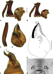 Figure 15. Austrarchaea griswoldi sp. n. A–B, Cephalothorax and abdomen, lateral view: A, allotype female (QMB S92213) from Broken River, Eungella National Park, NE. Queensland; B, holotype male (QMB S92212) from Broken River, Eungella National Park, NE. Queensland. C, Holotype male chelicerae, lateral view, showing accessory setae. D–F, Holotype male pedipalp: D–E, bulb, ventral view; F, detail of distal tegular sclerites, retrolateral view. G, Allotype female internal genitalia, postero-ventral view (genital plate removed). C = conductor; E = embolus; Es = embolic sclerite; T = tegulum; (TS)1-3 = tegular sclerites 1-3. Scale bars: A-B = 1.0 mm; E = 0.2 mm.