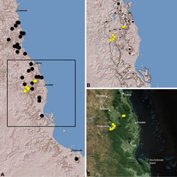 Figure 16. Distribution of Austrarchaea daviesae Forster & Platnick, 1984: A, topographic map showing the known distribution of Archaeidae in the north-eastern Queensland Wet Tropics bioregion, with collection localities for Austrarchaea daviesae highlighted in yellow; B–C, topographic and satellite maps showing detail of inset (A). Labelled boundaries in (B) denote upland subregional zones of faunal endemism identified by Winter et al. (1984), Williams et al. (1996) and other authors for the central Wet Tropics (modified from Edward 2011). Small squares in (B–C) denote unidentified juvenile specimens; small circles denote unidentified female specimens; large circles denote described species of Austrarchaea. AU = Atherton Uplands; BK = Bellenden Ker/Bartle Frere; HI = Hinchinbrook Island; KU = Kirrama Uplands; LE = Lee Uplands; LU = Lamb Uplands; MT = Malbon-Thompson Uplands.