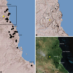 Figure 18. Distribution of Austrarchaea karenae sp. n.: A, topographic map showing the known distribution of Archaeidae in the north-eastern Queensland Wet Tropics bioregion, with collection localities for Austrarchaea karenae highlighted in yellow; B–C, topographic and satellite maps showing detail of inset (A). Labelled boundaries in (B) denote upland subregional zones of faunal endemism identified by Winter et al. (1984), Williams et al. (1996) and other authors for the northern Wet Tropics (modified from Edward 2011). Small squares in (B–C) denote unidentified juvenile specimens; small circles denote unidentified female specimens; large circles denote described species of Austrarchaea. BM = Black Mountain Corridor; CU = Carbine Uplands; FU = Mt Finnigan Uplands; TU = Thornton Uplands; WU = Windsor Uplands.