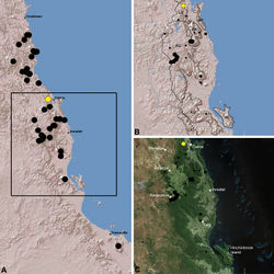 Figure 21. Distribution of Austrarchaea westi sp. n.: A, topographic map showing the known distribution of Archaeidae in the north-eastern Queensland Wet Tropics bioregion, with collection localities for Austrarchaea westi highlighted in yellow; B-C, topographic and satellite maps showing detail of inset (A). Labelled boundaries in (B) denote upland subregional zones of faunal endemism identified by Winter et al. (1984), Williams et al. (1996) and other authors for the central Wet Tropics (modified from Edward 2011). Small squares in (B–C) denote unidentified juvenile specimens; small circles denote unidentified female specimens; large circles denote described species of Austrarchaea. AU = Atherton Uplands; BK = Bellenden Ker/Bartle Frere; HI = Hinchinbrook Island; KU = Kirrama Uplands; LE = Lee Uplands; LU = Lamb Uplands; MT = Malbon-Thompson Uplands.