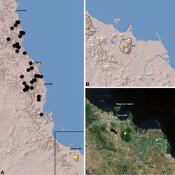 Figure 23. Distribution of Austrarchaea hoskini sp. n.: A, topographic map showing the known distribution of Archaeidae in the north-eastern Queensland Wet Tropics bioregion, with collection localities for Austrarchaea hoskini highlighted in yellow; B–C, topographic and satellite maps showing detail of inset (A). Labelled boundaries in (B) denote upland subregional zones of faunal endemism identified by Winter et al. (1984), Williams et al. (1996) and other authors for the southern Wet Tropics (modified from Edward 2011). EU = Elliot Uplands; HU = Halifax Uplands.