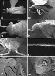 Figures 79–86. SEM photomicrographs of Tytthus pubescens, male 79 dorsal habitus 80 lateral habitus 81 head and pronotum, dorsal aspect 82 head and pronotum, lateral aspect 83 head, anterior aspect 84 antennal segment II 85 ostiolar evaporative area 86 genital capsule, caudal aspect.