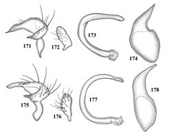 Figures 171–178. Male genitalia 171–174 Tytthus pubescens 171 left paramere 172 right paramere 173 endosoma 174 phallotheca 175–178 Tytthus pygmaeus 175 left paramere 176 right paramere 177 endosoma 178 phallotheca.