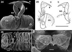 Figures 24–27. Ammodesmus granum. 24 gonopods, caudal view 25 drawing of right gonopod, frontal (a) and caudal (b) views, respectively 26 anterior part of female body, ventral view 27 vulvae, ventral view. Scale bars: 24, 50 µm; 25, 26, 100 µm; 27, 20 µm. (cx: coxae, s: solenomere, so: sac-shaped outgrowth, tl: telopodite).