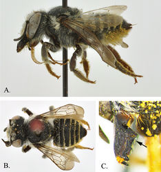 Figure 2. Megachile pankus A Lateral view B Dorsal view C Mandible showing angulation.