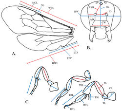 Figure 3. Measurement points for Megachile pankus A Wing measurements B Head measurements C Foreleg, midleg and hindleg measurements. Abbreviations: MCL=marginal cell length SL= stigma length WCL= wing cells length HWL=hind wing length LTV=length to vannal lobe LTJ= length to jugal lobe HW= head width HL=head length ASO= distance from antennal socket to anterior ocellus AD= antennocular distance ID= interantennal distance CW=clypeus width DTL=distitarsus length TRL=tarsus length BTL=basitarsus length TSL=tibial spur length TBL=tibia length FL=femur length TL=trochanter length CL=coxa length.