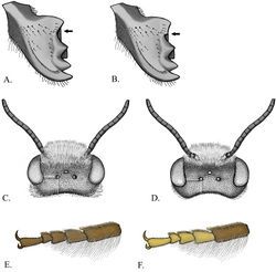 Figure 4. A Female mandible with even concavity B Female mandible with angulation C male Megachile texana head dorsal view of ocelli distances D Male Megachile brevis head dorsal view of ocelli distances E Megachile brevis front tarsus F Megachile coquilletti front tarsus