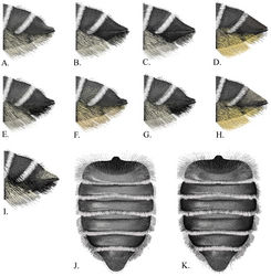 Figure 5. A–I Lateral view of T5-6 A Megachile brevis B Megachile coquilletti C Megachile gentilis D Megachile mendica E Megachile onobrychidis F Megachile pankus G Megachile pseudobrevis H Megachile snowi I Megachile texana J–K Dorsal view of metasoma J Megachile lippiae K Megachile texana.