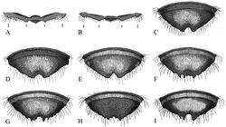 Figure 6. Male metasomal characters A–B Ventral view of true apical margin of T6 A Submedial teeth closer to each other than to lateral teeth, or distances equal B Submedial teeth closer to lateral teeth than each other C–I Male T6 posterior view C Megachile gentilis D Megachile mendica E Megachile snowi F Megachile coquilletti G Megachile brevis H Megachile onobrychidis I Megachile lippiae. J, K Metasoma dorsal view J Megachile gentilis K male Megachile mendica.