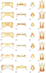 Figure 7. Male hidden sterna and genitalia. A Megachile brevis:1.S5 2.S6 3.S8 4. genitalia B Megachile coquilletti: 1. S5 2. S6 3. S8 4. genitalia C Megachile gentilis: 1. S5 2. S6 3. S8 4. genitalia D Megachile lippiae: 1. S5 2. S6 3. S8 4. genitalia E Megachile mendica: 1. S5 2. S6 3. S8 4. genitalia F Megachile snowi: 1. S5 2. S6 3. S8 4. genitalia G Megachile texana: 1. S5 2. S6 3. S8 4. genitalia.