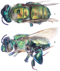 Figures 1–2. Euglossa embera sp. n., male holotype. 1 Dorsal habitus 2 Lateral habitus.